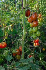 Ripening fresh organic tomatoes on the bushes. Gardening and healthy eating lifestyle. Growing your...