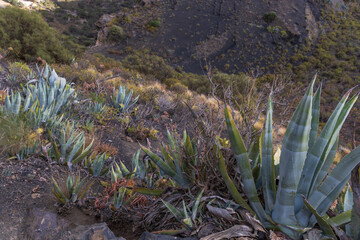 Plants, flowers, cacti in the protected reserve of Caldera de Bandama in Gran Canaria, Spain