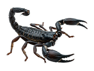 Scorpion displaying claws natural habitat macro wildlife concept. Cut out png