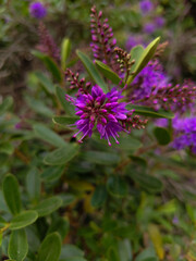 Purple flower on a bush in Santiago, Chile 