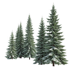 Obraz premium Group of snow covered pine trees isolated on transparent background