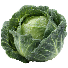 Fototapeta premium cabbage