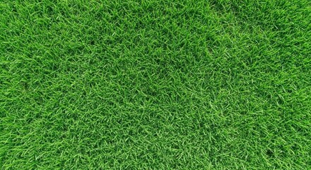 Obraz premium Vibrant green grass field texture close up