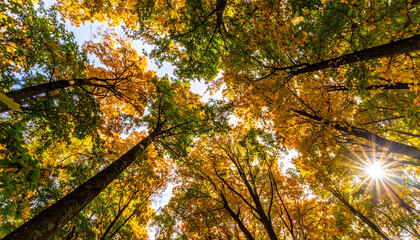 Looking up through a canopy of autumn trees with sun shining through the branches