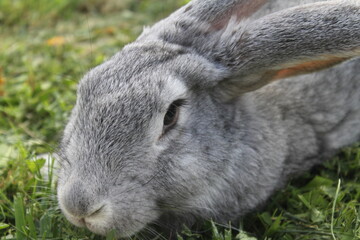 rabbit in the grass