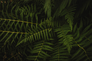 Fototapeta premium Wild fern plants