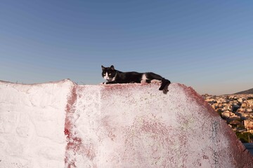 cats of athens