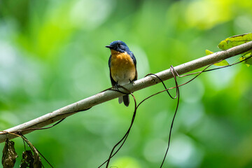 Fototapeta premium Tickell's blue flycatcher perched on a tree branch in a nice blurred green back ground.
