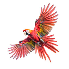 Obraz premium Vibrant scarlet macaw parrot in full flight displaying its magnificent plumage isolated on transparent background