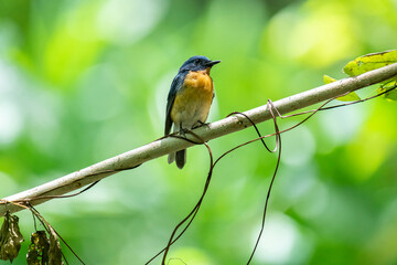 Tickell's blue flycatcher perched on a tree branch in a nice blurred green back ground.
