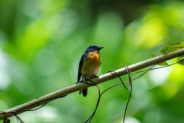 Tickell's blue flycatcher perched on a tree branch in a nice blurred green back ground.
