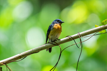 Tickell's blue flycatcher perched on a tree branch in a nice blurred green back ground.