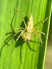 spider on a leaf