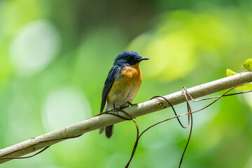 Tickell's blue flycatcher perched on a tree branch in a nice blurred green back ground.