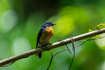 Tickell's blue flycatcher perched on a tree branch in a nice blurred green back ground.