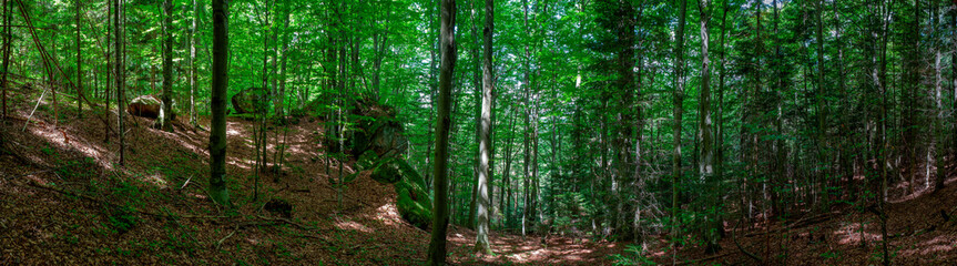 Panorama of dark green forest, gloomy light, forest in summer.