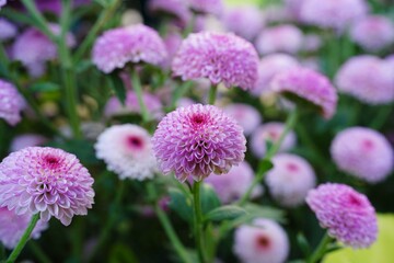 Pink and purple dahlia close-up