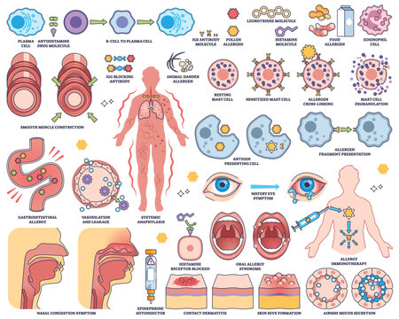 Allergic response and hypersensitivity are shown with immune cells, allergens, and symptoms in a clear educational format. Outline style worksheet collection