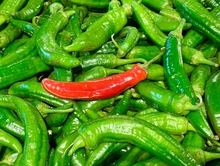 A market stall showcases a colorful spread of fresh green and red chili peppers. The red chili stands out among the lush green varieties, reflecting the morning sunlight