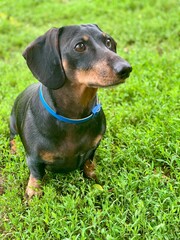 A black and tan dachshund is sitting on lush green grass, looking curiously off to the side. The...