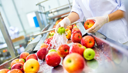 A worker sorting and washing fresh apple fruit on a food production line conveyor in a factory. Modern agriculture and technology process concept.