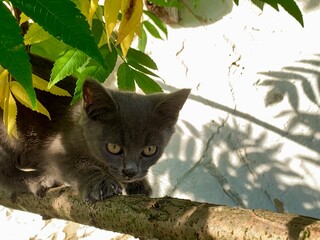 A playful gray kitten is perched on a tree branch, intently observing its surroundings as sunlight...