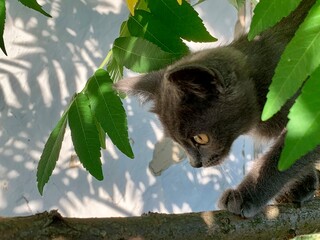 A playful gray kitten cautiously climbs a branch, surrounded by lush green leaves. Sunlight filters...