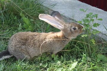 rabbit in the garden