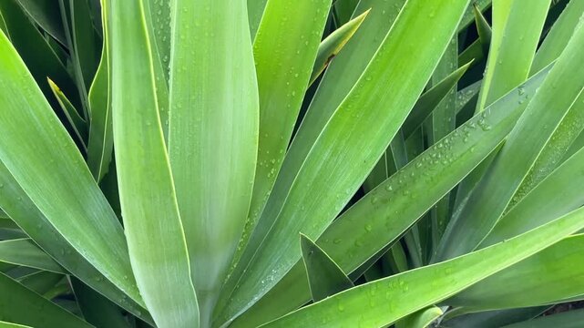 Yucca gigantea or Spineless yucca, Itabo plant green leaves close up.Tropical plants concept,4K.
