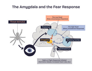 Obraz na płótnie Canvas Amygdala and the fear response shows a brain, eye, and spider illustrating how threats trigger the amygdala and initiate fight-or-flight. Doodle style diagram