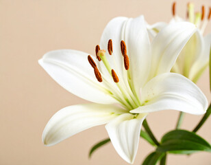 Fototapeta premium close-up photograph captures the pure white petals of a lily in full bloom. The soft focus highlights the delicate texture of the petals, with the prominent orange stamens and green pistil at the cent