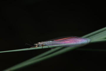 An antlion (Myrmeleon spp.) from the family Myrmeleontidae is resting on a blade of grass. Adult antlions usually rest during the day and are active at night,
