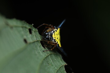 The curved spiny spider (Macracantha arcuata) is an orb-weaver spider in the family Araneidae, easily recognized by its long curved abdominal spines. Females are larger and more colorful than males. 