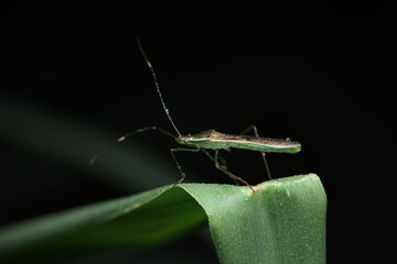 The Rice Ear Bug (Leptocorisa oratorius) is an important pest of rice in Southeast Asia. It feeds...