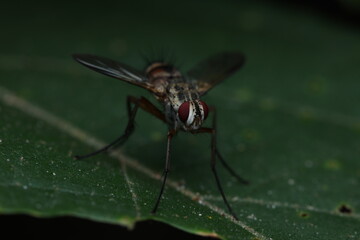 A tachinid fly, possibly from the genus Dexiosoma or a related genus, is perched on a leaf. This...