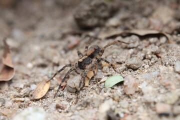 The Thin-legged Wolf Spider (Pardosa milvina) is a member of the Lycosidae family, characterized by long slender legs and brown camouflage patterns. 