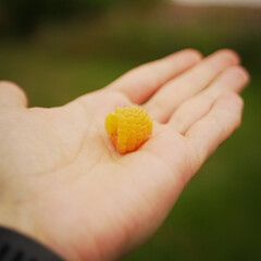 hand, hands, green, plant, food, nature,