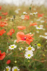 poppy, flower, field, nature, summer, r