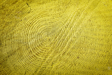 Fototapeta premium Close-up of yellow-painted wooden log cross-section with visible growth rings