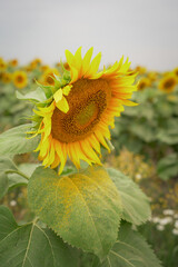sunflower, flower, nature, summer, yellow