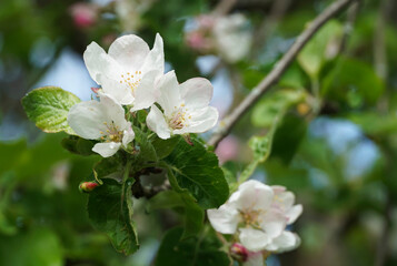 Apple tree flowers in the garden close-up. Lateral arrangement