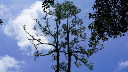 tree branches against blue sky