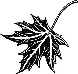 Autumn maple leaf falling mid air with detailed vein structure silhouette