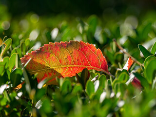 Leaf vein
