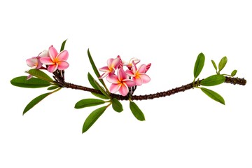 Obraz premium Pink and Yellow Frangipani Blossoms with Lush Green Leaves on White Background