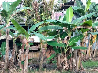 A view of banana trees flourishing