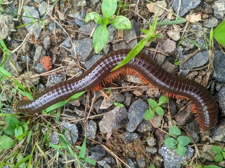 Obraz premium Milipede in the forest