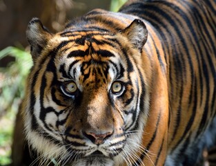 Majestic tiger profile