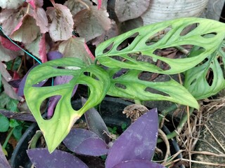 The leaves are perforated and beautiful