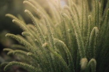 Close up Feathery Plant Blades Golden Hour Meadow Background ai generated